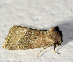 Plagiomimicus spumosum