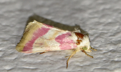 Schinia regina