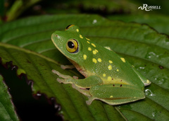 Green Bush Frog photo 4