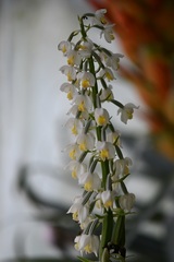 Calanthe calanthoides