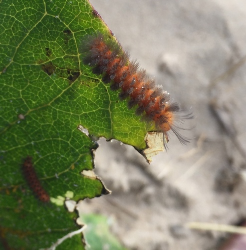 Unexpected Cycnia Moth photo 3