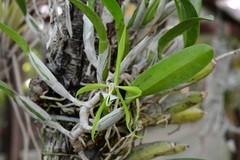 Epidendrum ciliare