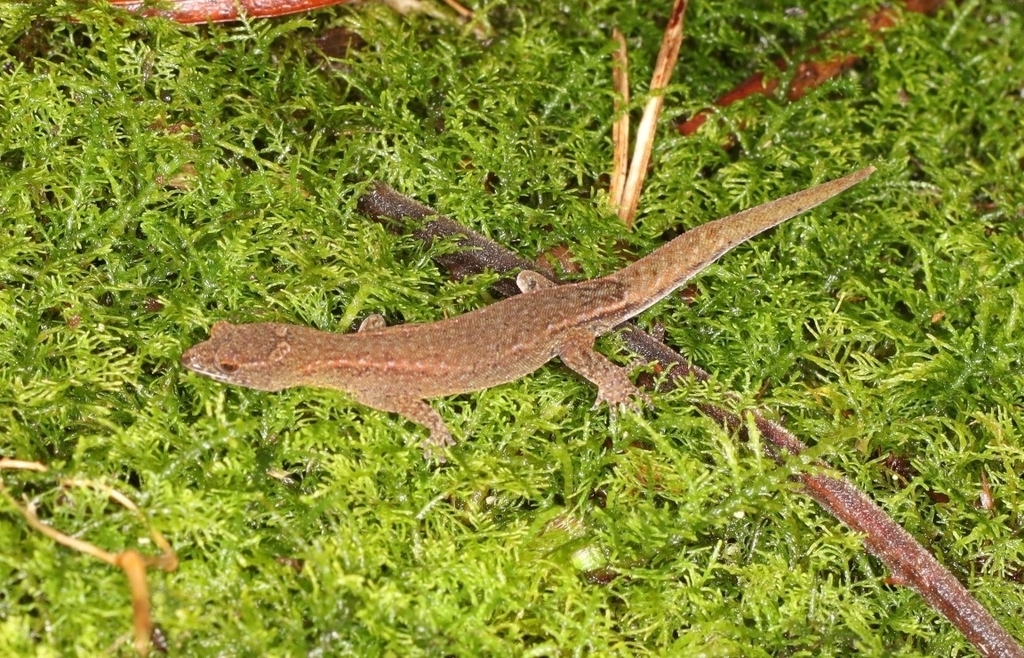 Lepidoblepharis williamsi