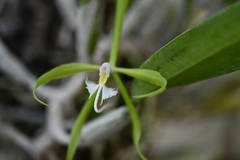 Epidendrum ciliare