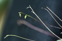 Specklinia