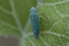 Graphocephala cythura