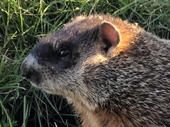 Marmota monax