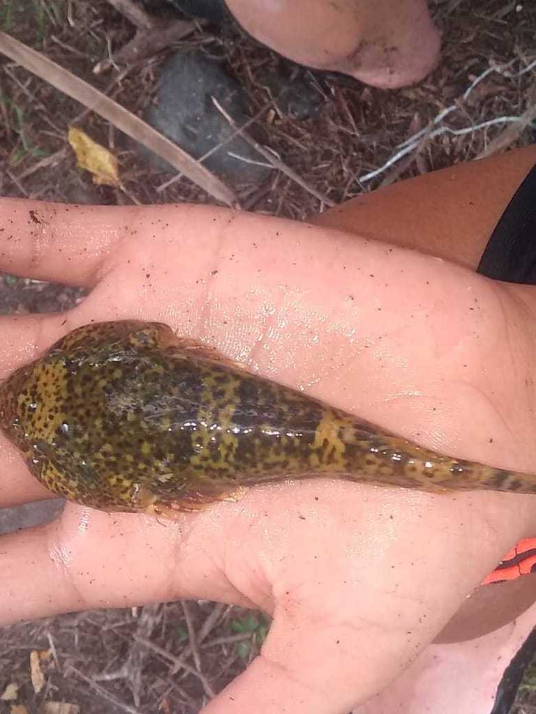 Mexican Clingfish