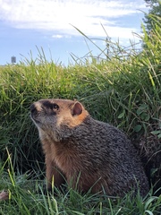 Marmota monax