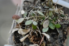Specklinia