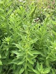 Solidago