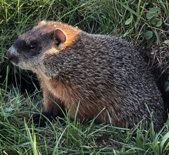 Marmota monax