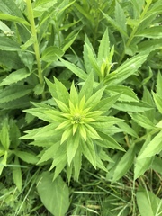 Solidago