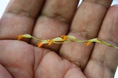 Stelis emarginata, photograph 3