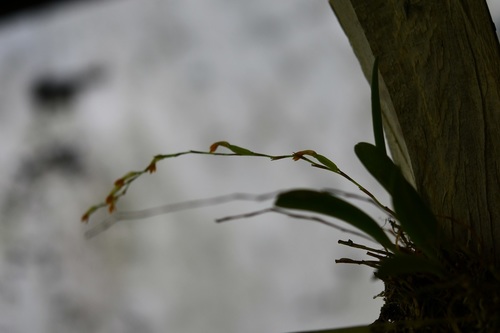 Stelis emarginata, photograph 2