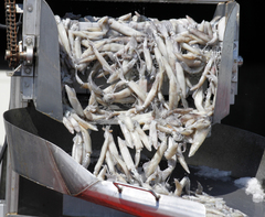 Doryteuthis opalescens