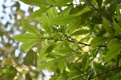 Quercus sapotifolia