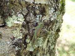 Ognevia longipennis