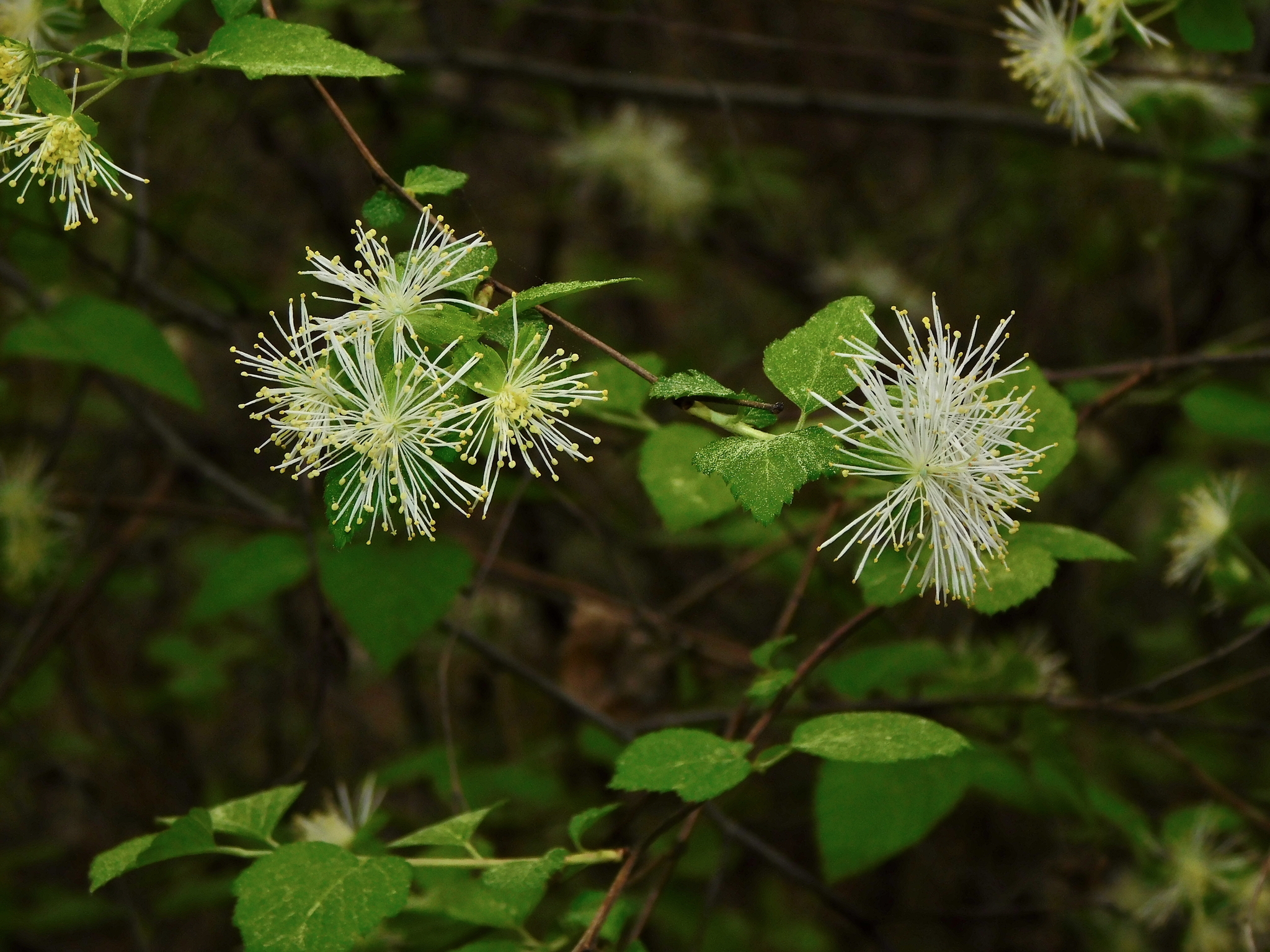Neviusia alabamensis