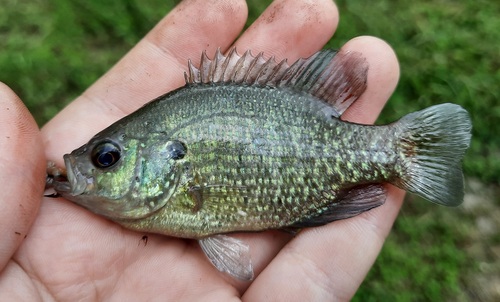 Bantam Sunfish
