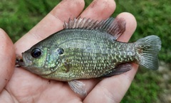 Bantam Sunfish photo 5