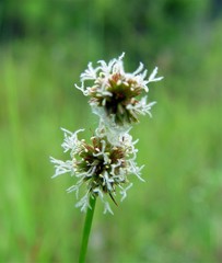 Juncus megacephalus