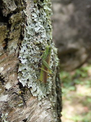 Ognevia longipennis