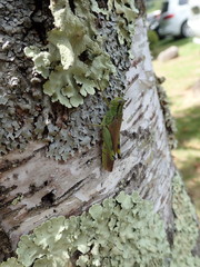 Ognevia longipennis