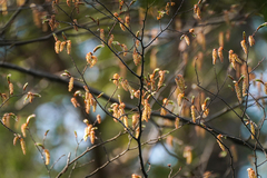 Carpinus laxiflora, photograph (c) WATANABE Hitoshi 渡辺仁, some rights reserved (CC BY)
