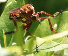 Diogmites basalis