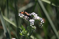 Ammophila placida