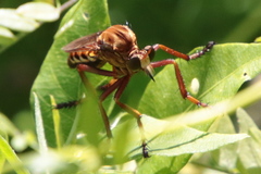 Diogmites basalis
