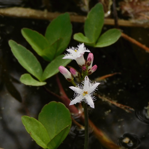 Bogbean