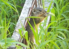 Notocitellus adocetus