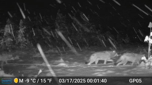 Gray Wolf photographed in Alaska