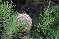 Banksia telmatiaea