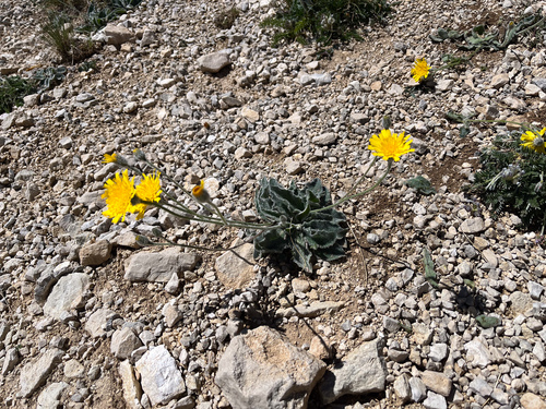 Behaard havikskruid (Hieracium pellitum)