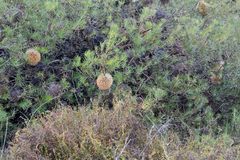 Banksia telmatiaea