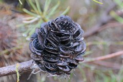 Banksia telmatiaea