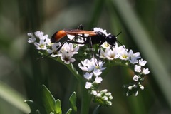 Ammophila placida