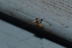 Caloptilia bimaculatella