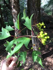 Viburnum trilobum image