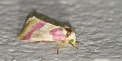 Schinia regina