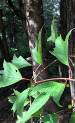 Viburnum trilobum image
