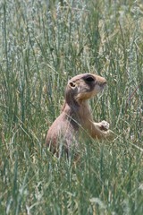 Cynomys parvidens