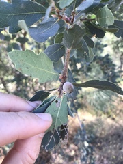 Disholcaspis simulata