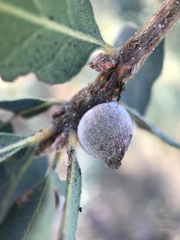 Disholcaspis simulata