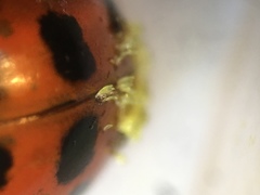 Hesperomyces virescens