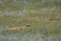 Cynomys parvidens