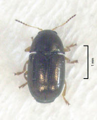 Diachus auratus